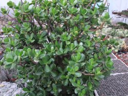 Crassula ovata, V 55 cm, obvod kmene 40, květináč 35 cm - 12416712