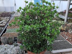 Crassula ovata, V 55 cm, obvod kmene 40, květináč 35 cm - 12416713