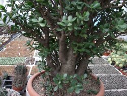 Crassula ovata V 65 cm, obvod kmene 50 cm, květináč 40 cm - 12416701