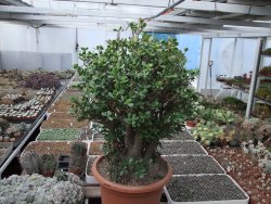Crassula ovata V 65 cm, obvod kmene 50 cm, květináč 40 cm - 12416702