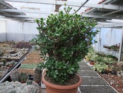 Crassula ovata V 65 cm, obvod kmene 50 cm, květináč 40 cm - 12416703