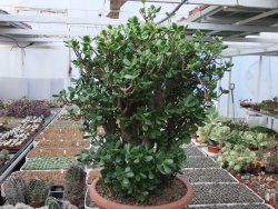 Crassula ovata V 65 cm, obvod kmene 50 cm, květináč 40 cm - 12416704