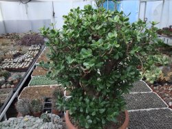 Crassula ovata V 65 cm, obvod kmene 50 cm, květináč 40 cm - 12416705