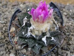 Ariocarpus fissuratus, květináč 5,5 cm - 12416660