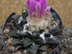 Ariocarpus fissuratus, květináč 5,5 cm