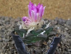 Ariocarpus fissuratus, květináč 5,5 cm - 12416663