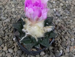 Ariocarpus fissuratus, květináč 5,5 cm - 12416664