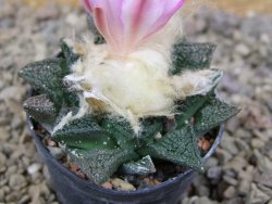 Ariocarpus fissuratus, květináč 5,5 cm - 12416665