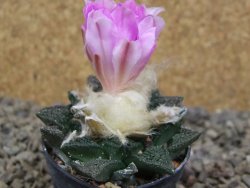 Ariocarpus fissuratus, květináč 5,5 cm - 12416667