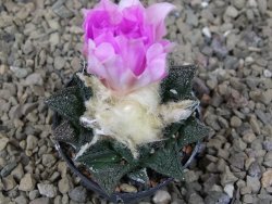 Ariocarpus fissuratus, květináč 5,5 cm - 12416668