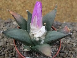 Ariocarpus confusus Aramberi NL květináč 5,5 cm - 12416671