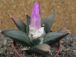 Ariocarpus confusus Aramberi NL květináč 5,5 cm - 12416672