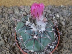 Echinocactus horizonthalonius KMR 22 Entroque Huizache, květináč 6,5 cm - 12416676