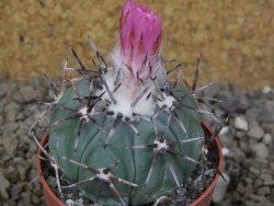 Echinocactus horizonthalonius KMR 22 Entroque Huizache, květináč 6,5 cm