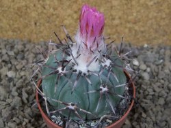 Echinocactus horizonthalonius KMR 22 Entroque Huizache, květináč 6,5 cm - 12416679