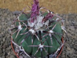 Echinocactus horizonthalonius, květináč 6,5 cm - 12416680