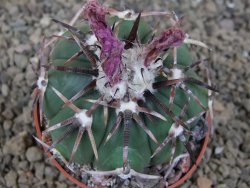 Echinocactus horizonthalonius, květináč 6,5 cm - 12416681