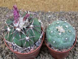 Echinocactus horizonthalonius, květináč 6,5 cm - 12416684