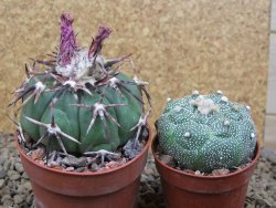 Echinocactus horizonthalonius, květináč 6,5 cm - 12416685