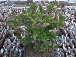 Crassula ovata, V 40 cm, květináč 20x28 cm - 12416716