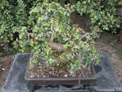 Portulacaria afra pendula V 25 cm miska 20x28 cm - 12416719
