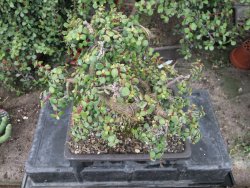Portulacaria afra pendula V 25 cm miska 20x28 cm - 12416720