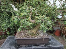 Portulacaria afra pendula V 25 cm miska 20x28 cm - 12416721