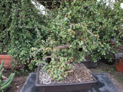 Portulacaria afra pendula V 25 cm miska 20x28 cm - 12416722