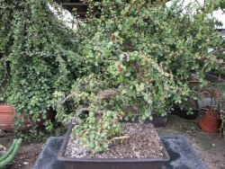 Portulacaria afra pendula V 25 cm miska 20x28 cm - 12416723