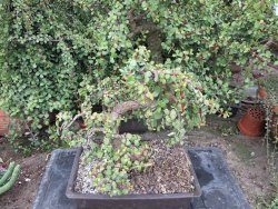 Portulacaria afra pendula V 25 cm miska 20x28 cm - 12416724