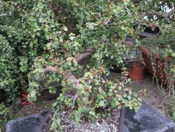 Portulacaria afra pendula V 25 cm miska 20x28 cm - 12416725