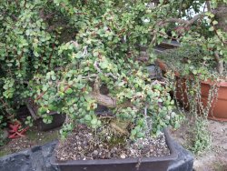 Portulacaria afra pendula V 25 cm miska 20x28 cm - 12416726