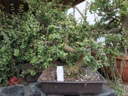 Portulacaria afra pendula V 25 cm miska 20x28 cm - 12416727
