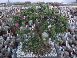 Portulacaria afra pendula V 25 cm miska 20x28 cm - 12416728