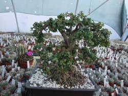 Portulacaria afra pendula V 25 cm miska 20x28 cm - 12416729