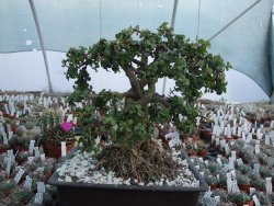 Portulacaria afra pendula V 25 cm miska 20x28 cm - 12416730