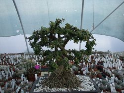 Portulacaria afra pendula V 25 cm miska 20x28 cm - 12416733