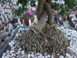 Portulacaria afra pendula V 25 cm miska 20x28 cm - 12416735