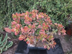 Crassula ovata variegata Hummelś Sunset - 12416737