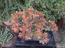 Crassula ovata variegata Hummelś Sunset - 12416738