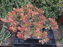 Crassula ovata variegata Hummelś Sunset - 12416739