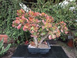 Crassula ovata variegata Hummelś Sunset - 12416740