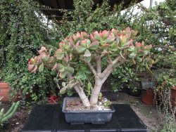 Crassula ovata variegata Hummelś Sunset - 12416741