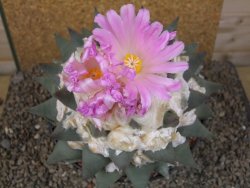 Ariocarpus confusus Aramberi XXL 15 cm Cites IA - 12416744