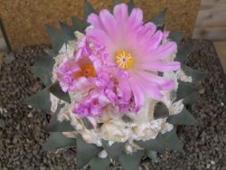 Ariocarpus confusus Aramberi XXL 15 cm Cites IA - 12416746