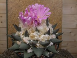 Ariocarpus confusus Aramberi XXL 15 cm Cites IA - 12416748