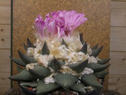 Ariocarpus confusus Aramberi XXL 15 cm Cites IA - 12416750