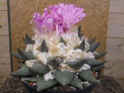 Ariocarpus confusus Aramberi XXL 15 cm Cites IA - 12416751
