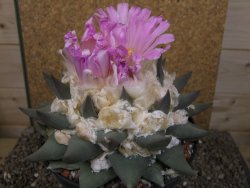Ariocarpus confusus Aramberi XXL 15 cm Cites IA - 12416752