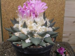 Ariocarpus confusus Aramberi XXL 15 cm Cites IA - 12416753